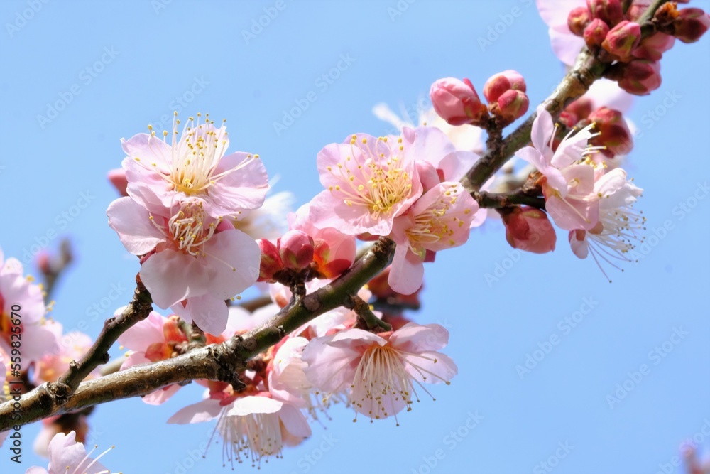 pink Japanese apricot blossom in blooming pink Japanese apricot blossom in blooming