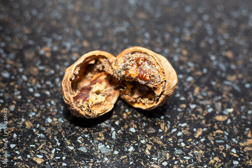 Spoiled walnuts infested by the walnut moth lie on a black table Spoiled walnuts infested by the walnut moth lie on a black table