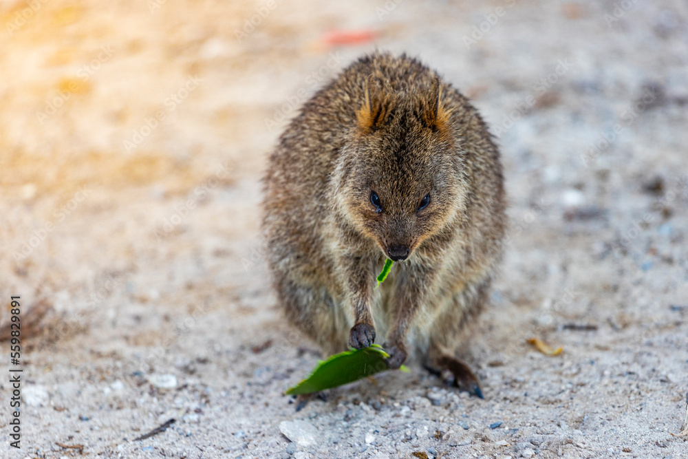 portrait of cute wild quokka eating a leaf on rottnest island in ... Biology Diagrams