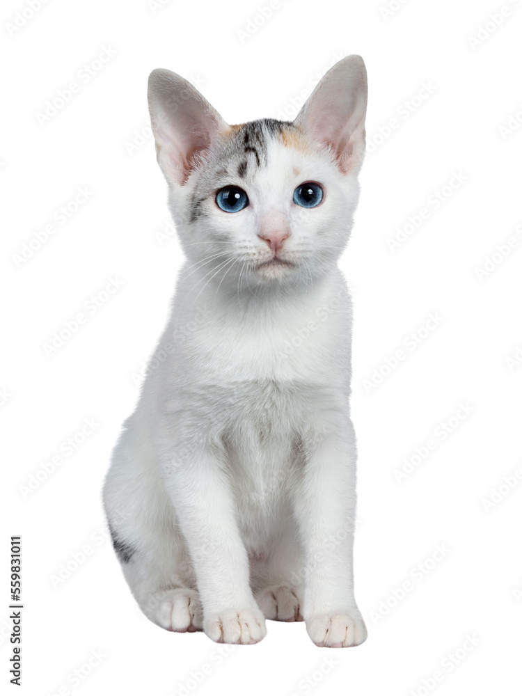 Cute silver patterned shorthair Japanese Bobtail cat kitten sitting front view, looking at lens with blue eyes. Isolated cutout on transparent background.