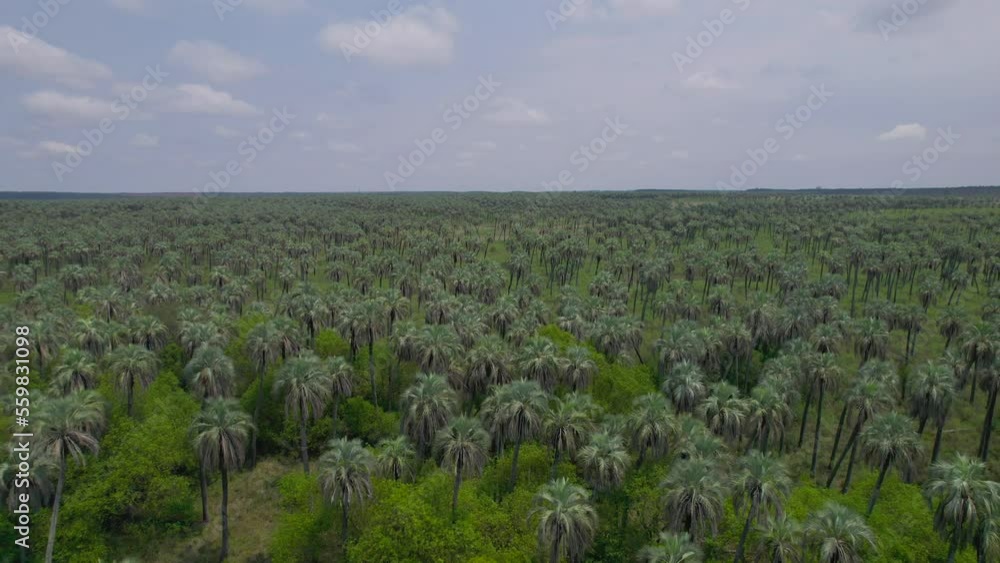 Parque Nacional El Palmar National Park Entre Rios Argentina Drone 4k Forest Parque Nacional El Palmar National Park Entre Rios Argentina Drone 4k Forest