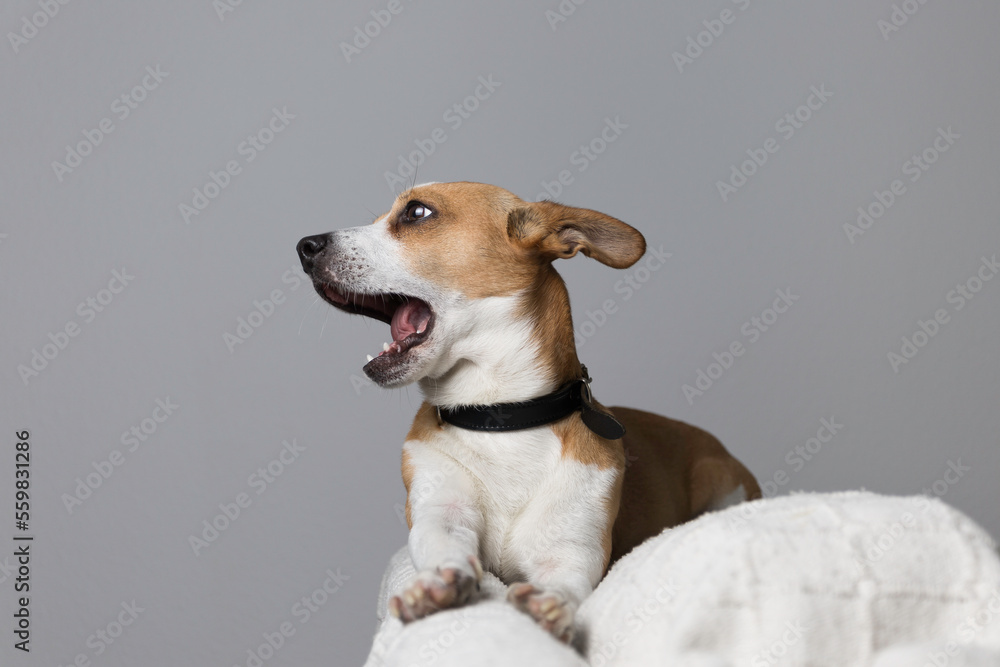 Small dog in the studio, yelling angrily complaining, doesn't like it, sitting on a white couch. Gray background.