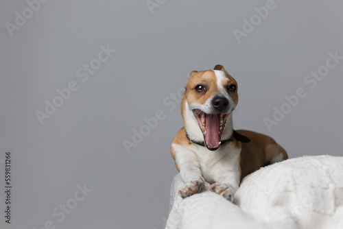 Fototapeta Naklejka Na Ścianę i Meble -  Small dog in the studio, laughing or yawning, sitting on a white couch. Gray background.