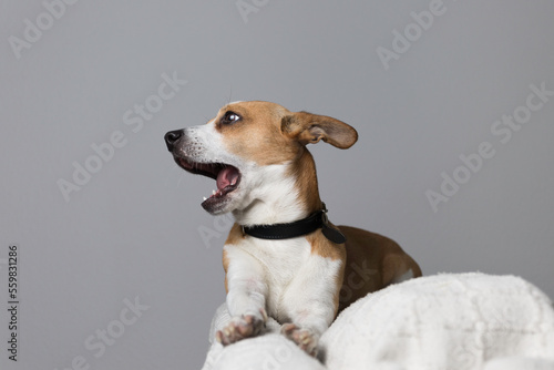 Small dog in the studio, yelling angrily complaining, doesn't like it, sitting on a white couch. Gray background.