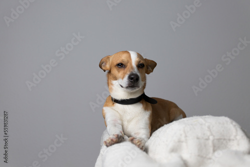 Funny small dog in the studio, with a angry or suspicious face, sitting on a white couch. Gray background.