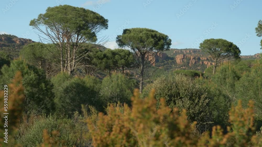 Bruyères et pins avec les montagnes en fond sous un ciel bleu