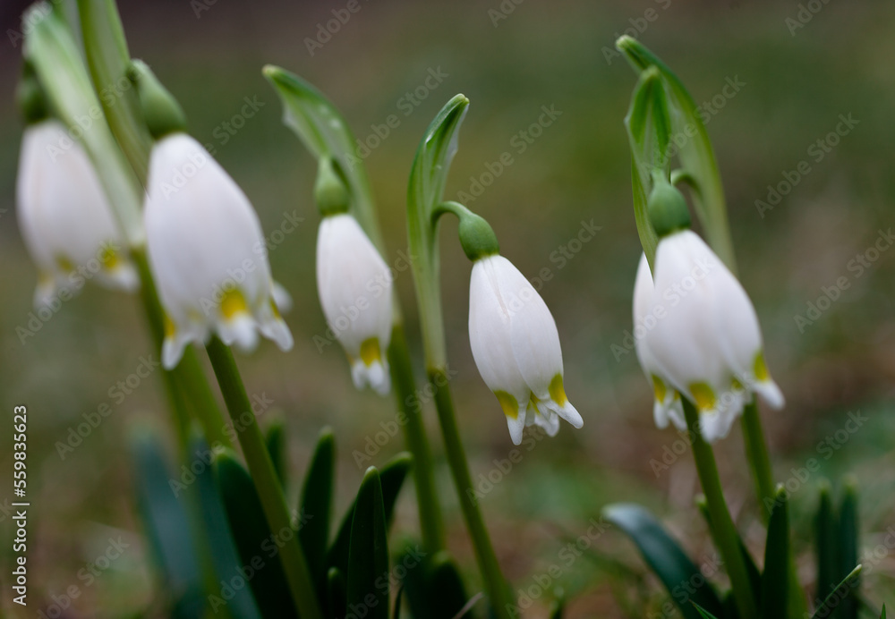 Frühlingsblüher Märzenbecher nach dem winterlichen Schnee: Die geschützte Pflanze auf einer grünen Naturwiese steht unter Naturschutz. Eine erste Nahrungsquelle für Insekten wie Bienen oder Wespen. Frühlingsblüher Märzenbecher nach dem winterlichen Schnee: Die geschützte Pflanze auf einer grünen Naturwiese steht unter Naturschutz. Eine erste Nahrungsquelle für Insekten wie Bienen oder Wespen.