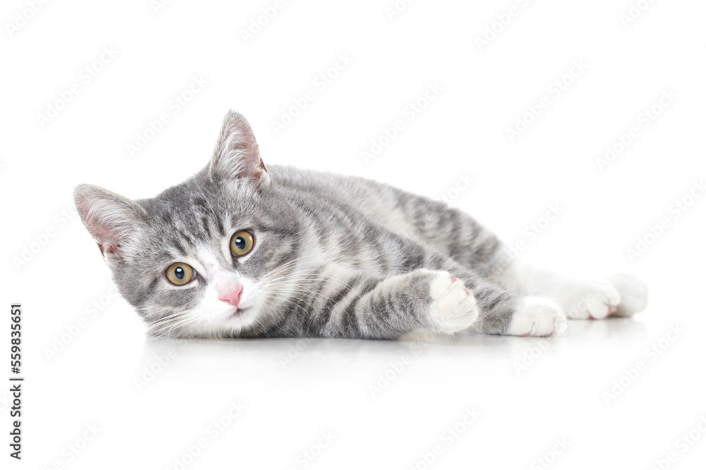 Funny small tabby gray kitten with beautiful big yellow eyes isolated on white background. Lovely fluffy cat is playing in studio.