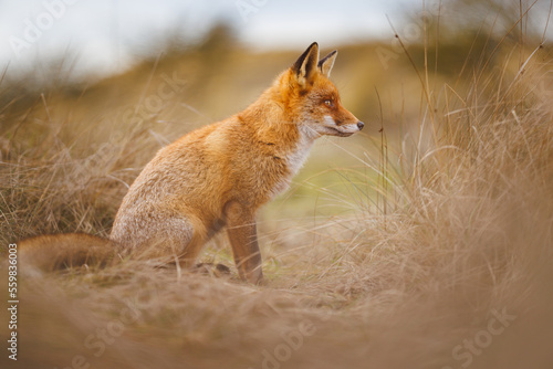 red fox sitting in grass