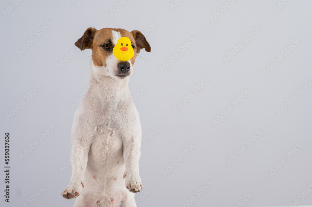 Jack Russell Terrier dog with a rubber duck on his nose. Jack Russell Terrier dog with a rubber duck on his nose.