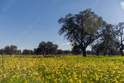 field with yellow flowers on the grass