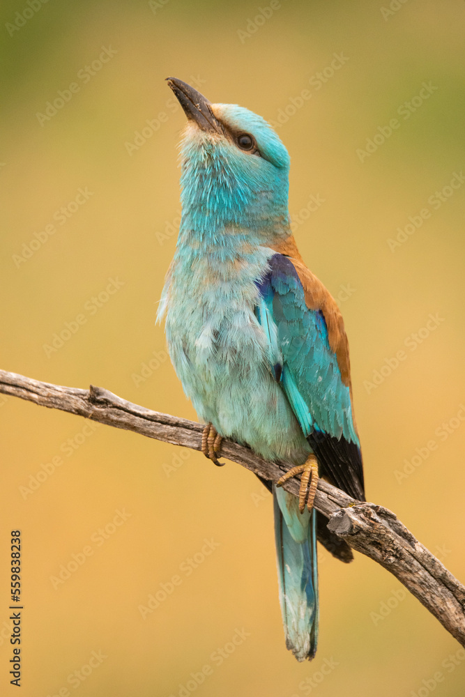 Colorful bird sitting on thin tree branch Colorful bird sitting on thin tree branch