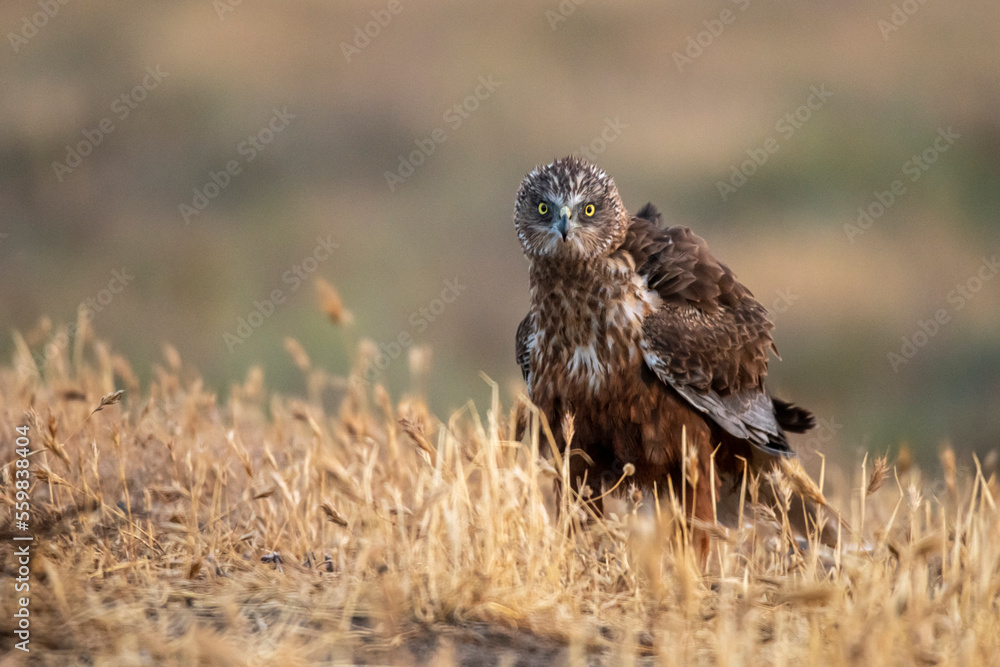 Scared marsh harrier on dry field Scared marsh harrier on dry field