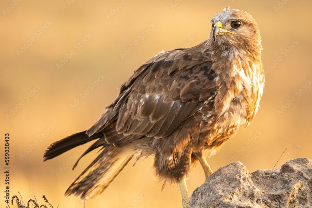 Wild buteo standing on rough ground Wild buteo standing on rough ground