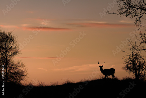 fallow deer at sunset