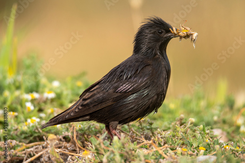 Wild black starling eating insect photo