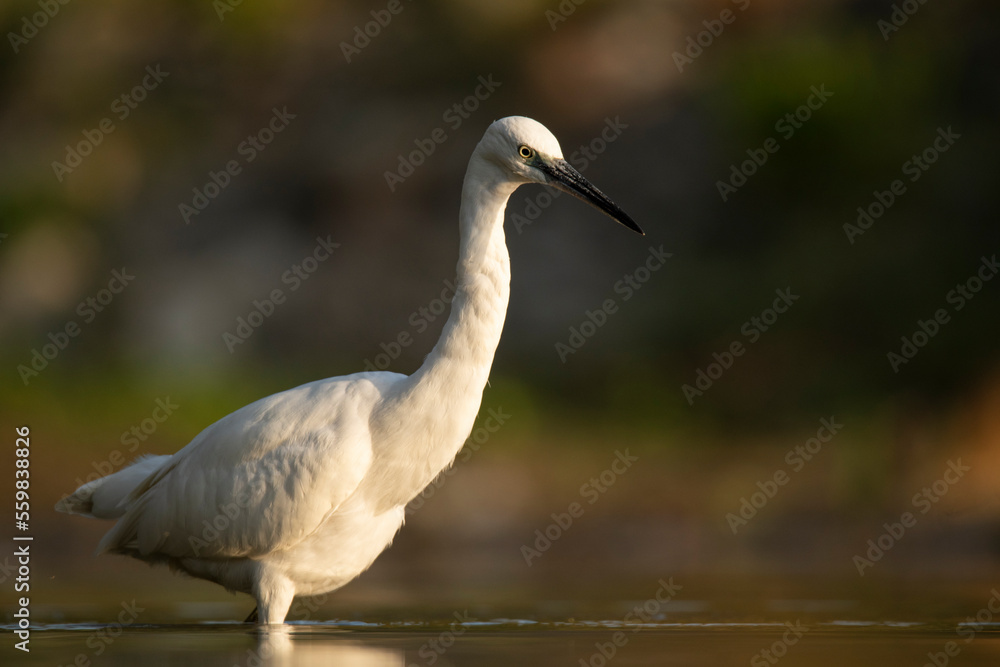 Little egret in lake Little egret in lake