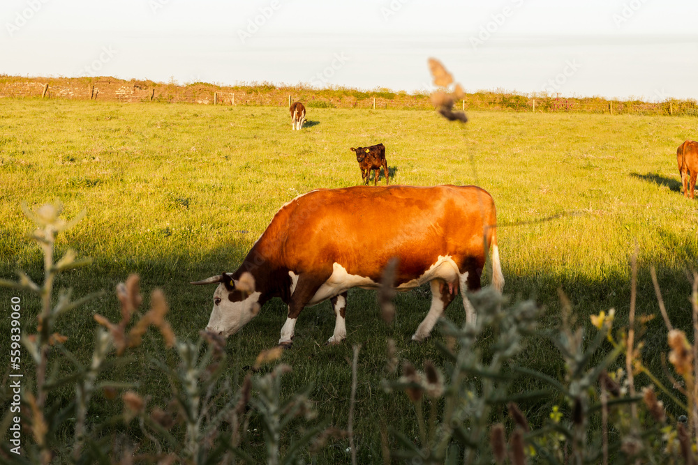 cow on the meadow, sunset, sunrise