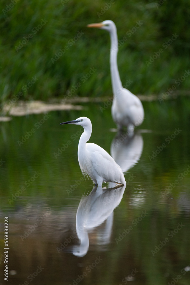 White egrets in lake water against green bushes White egrets in lake water against green bushes