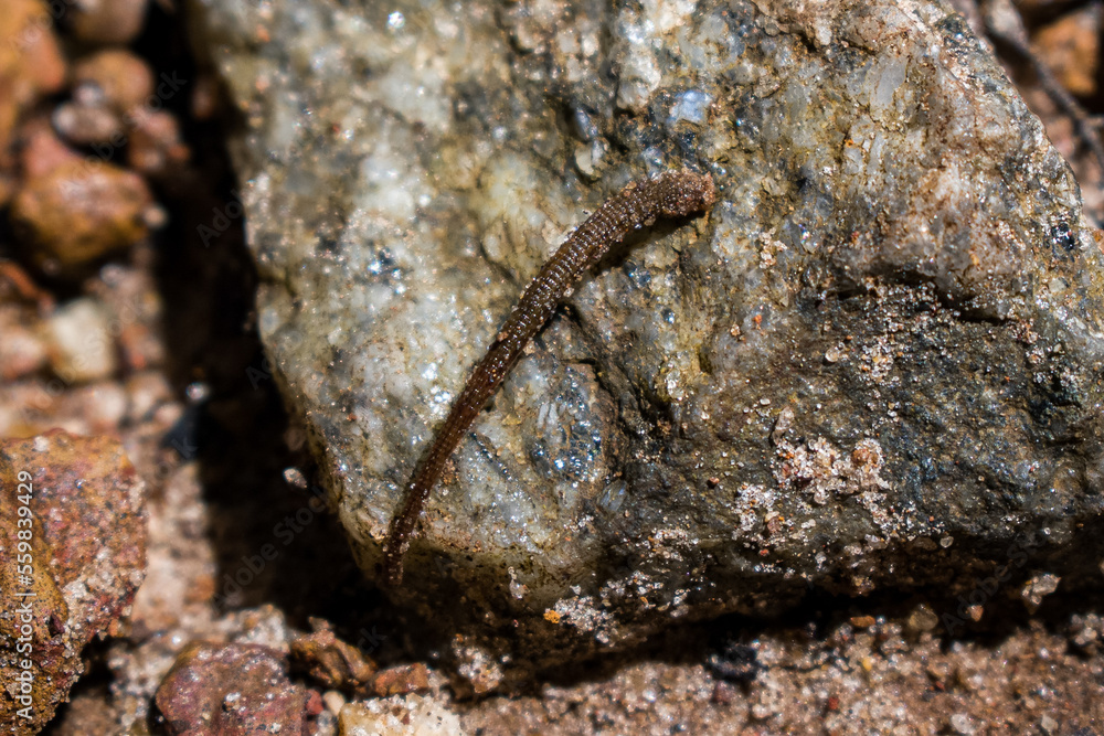 Closeup shot of Leech(A Blood-sucking worm)moving on the stone, Closeup shot of Leech(A Blood-sucking worm)moving on the stone,