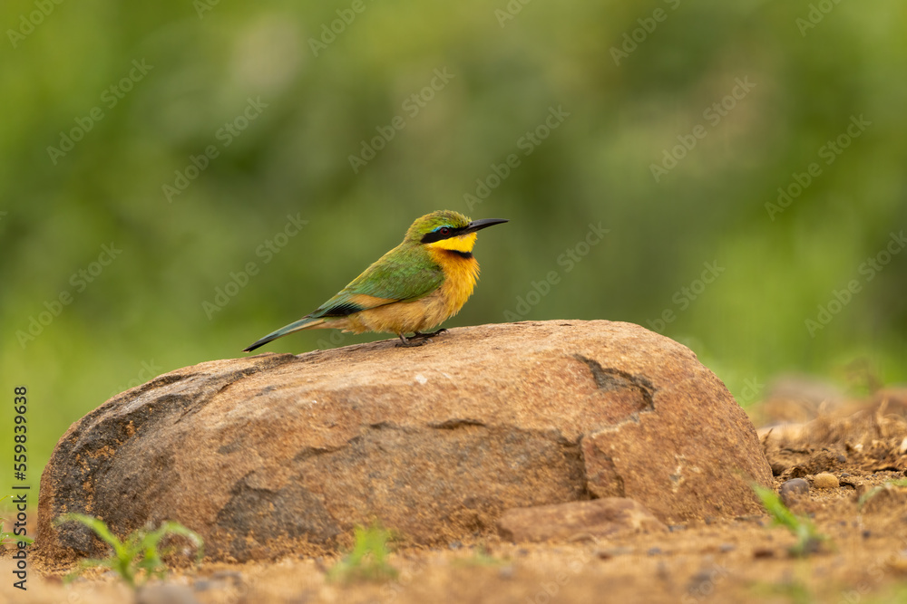 Obraz premium Little bee-eater perched on a large rock in natural habitat