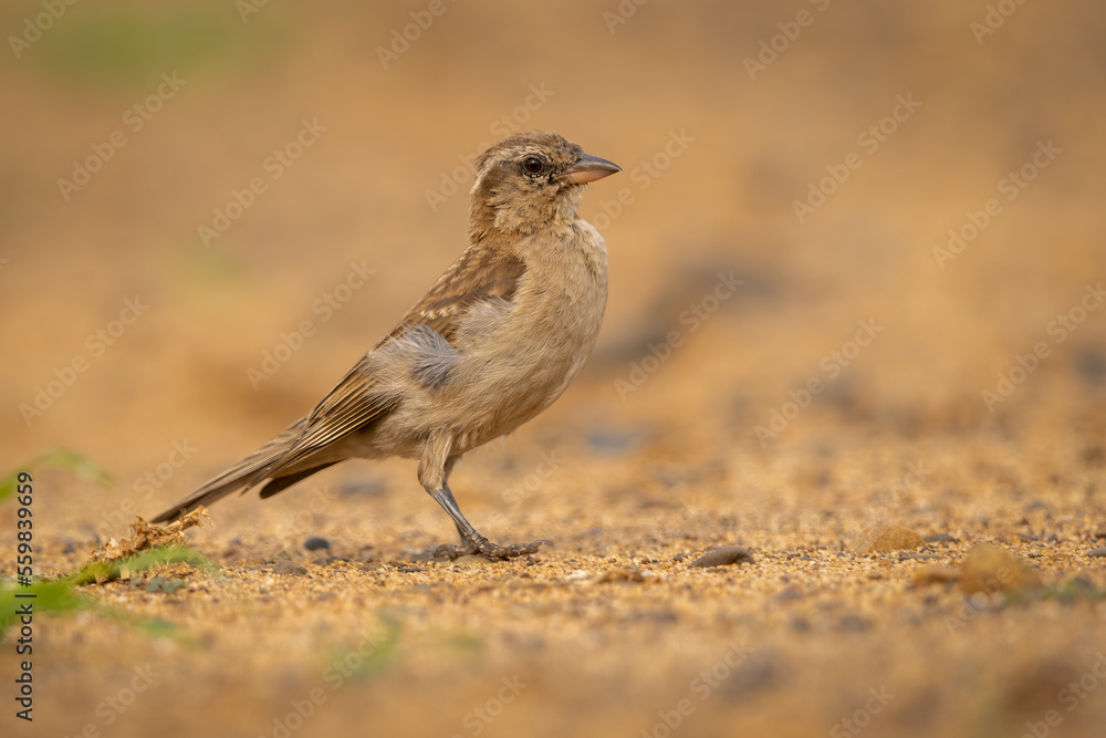 Obraz premium Yellow-throated bush sparrow in natural habitat