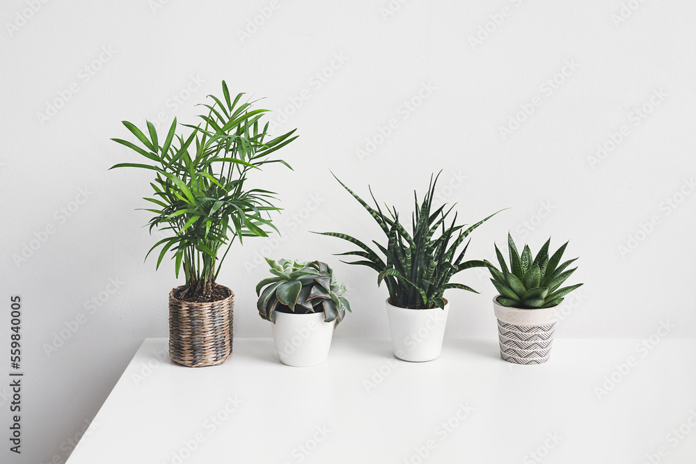 Several home plants - succulents on the white background, home gardening and connecting with nature concept