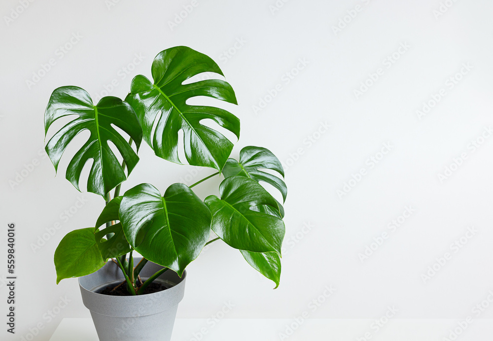Monstera deliciosa or Swiss Cheese Plant in a gray flower pot close-up with copy space, home gardening and connecting with nature Monstera deliciosa or Swiss Cheese Plant in a gray flower pot close-up with copy space, home gardening and connecting with nature