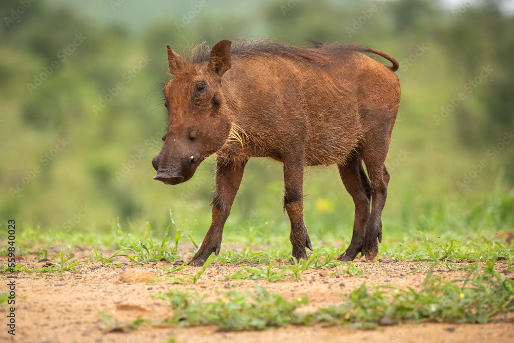 Warthog in a natural environment