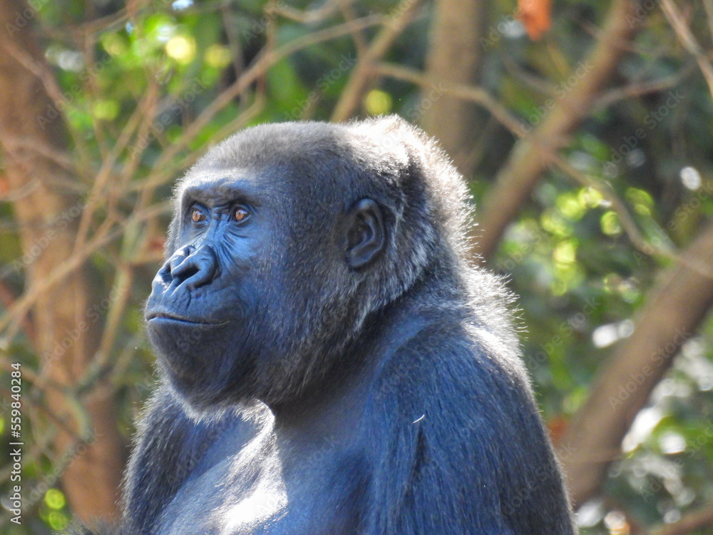 Obraz premium A large captive female gorilla watching her baby