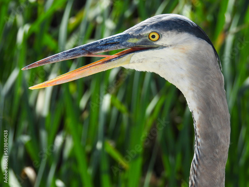 Obraz na plátně Great blue heron in the Lake Apopka Wildlife Refuge