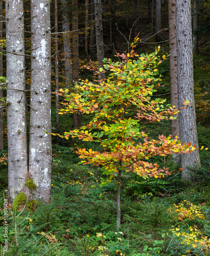 Bunter Baum im Wald bei Scheffau am Wilden Kaiser, Tirol, Österreich