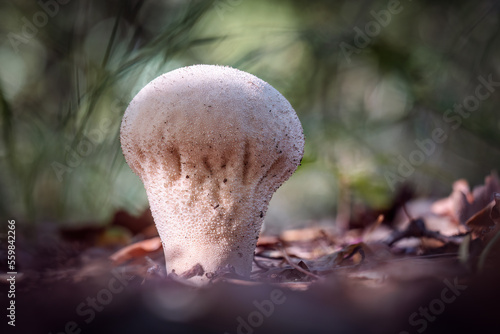 Φωτογραφία Smooth puffball mushrooms (Lycoperdon molle)