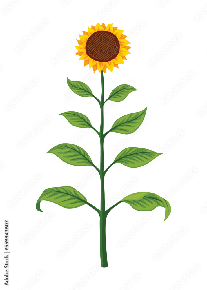 Fototapeta premium Sunflower growth stage, mature plant. Agriculture plant development. Harvest animation progression phase