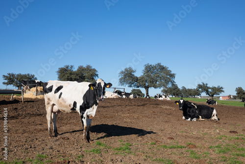 cows lying in the field looking at the camera