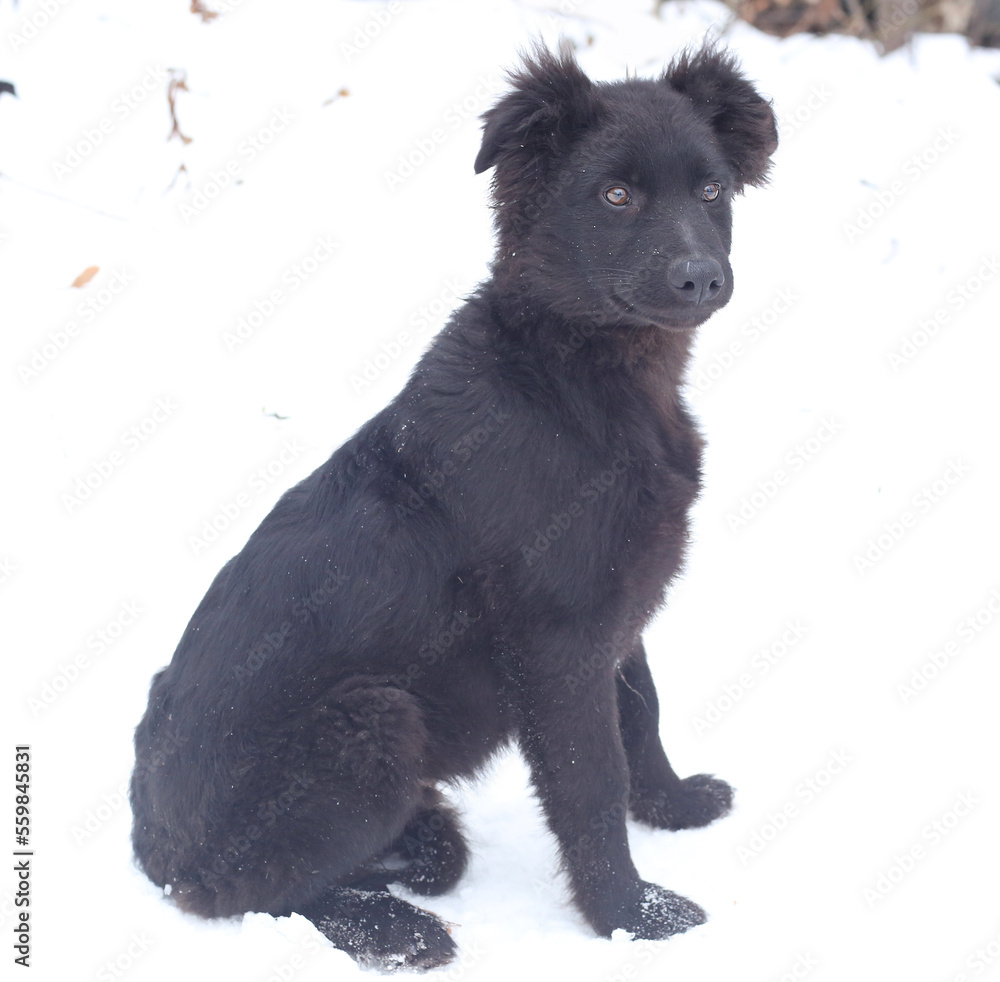black puppy dog full body portrait isolated on white black puppy dog full body portrait isolated on white