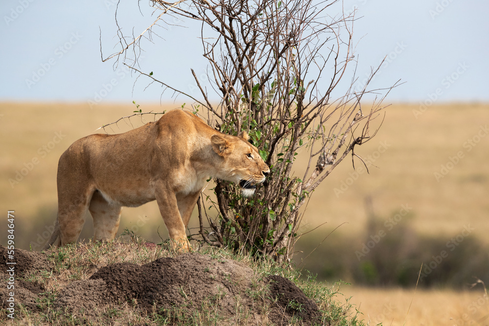 A subadult lioness observing from the top of a mound, Masai Mara, Kenya A subadult lioness observing from the top of a mound, Masai Mara, Kenya