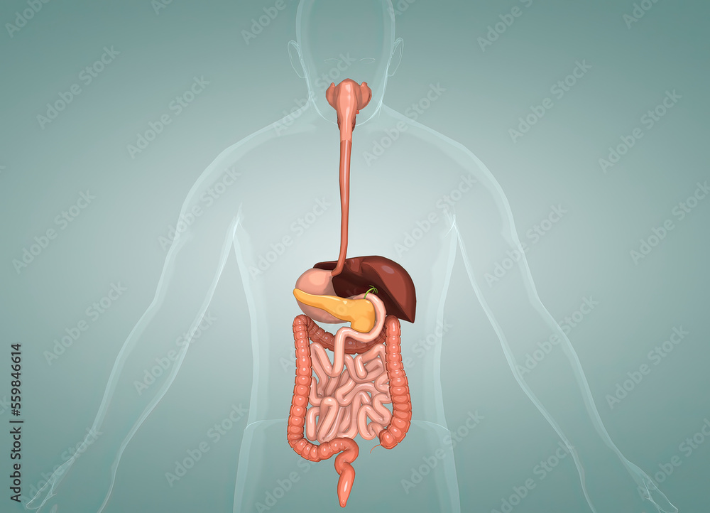 The human digestive system consists of the gastrointestinal tract plus
