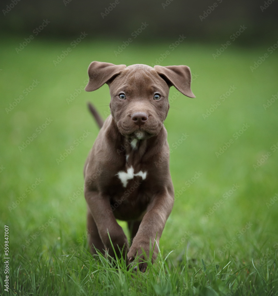 Cute american pit bull terrier puppy outdoors