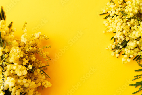 Foto Mimosa fresh flowers on yellow background, copy space, 8 march day background, m