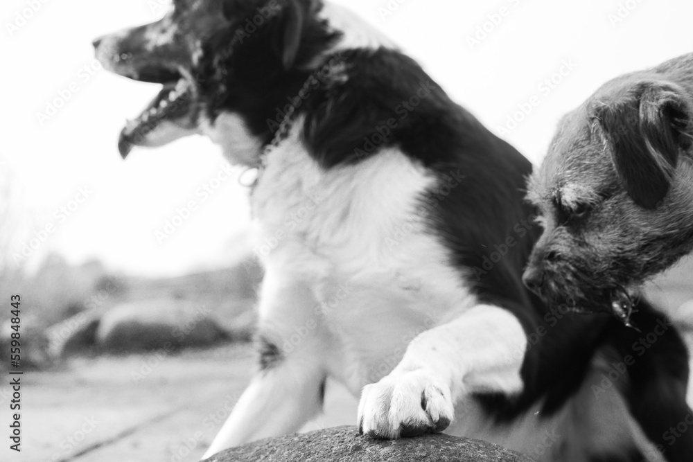 border collie dog and border terrier dog together in friendship