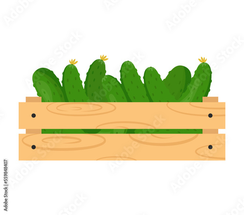 Wooden crate with fresh cucumbers. Farmer's market, healthy eating or gardening theme. Vector illustration isolated on white background.