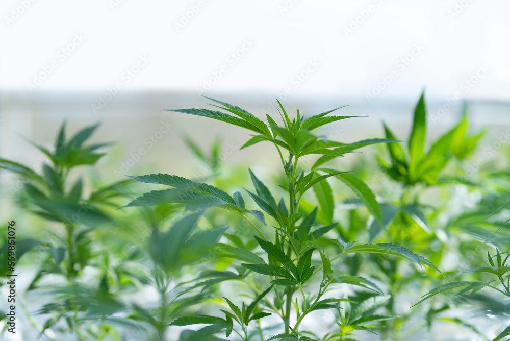 Outdoor marijuana field, hemp or cannabis plant flower leaves farm lab. Organic product in laboratory in technology medical, healthcare, research concept. Natural food. Ganja narcotic weed Outdoor marijuana field, hemp or cannabis plant flower leaves farm lab. Organic product in laboratory in technology medical, healthcare, research concept. Natural food. Ganja narcotic weed