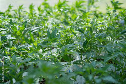 Outdoor marijuana field, hemp or cannabis plant flower leaves farm lab. Organic product in laboratory in technology medical, healthcare, research concept. Natural food. Ganja narcotic weed © tampatra