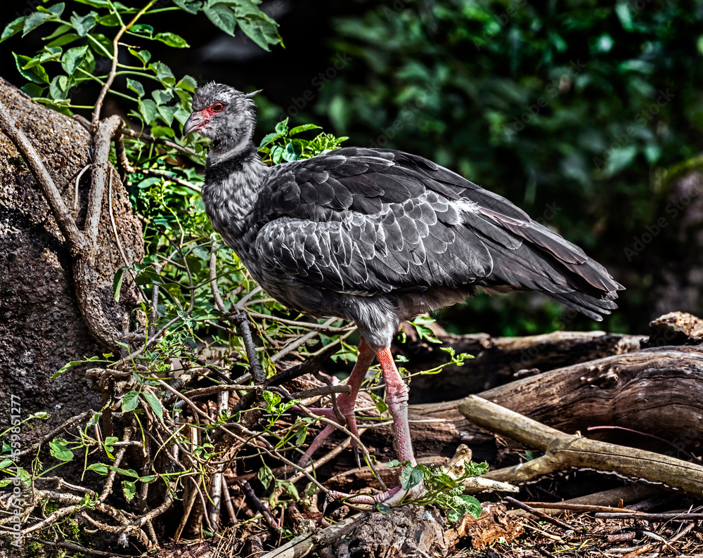 Obraz premium Southern screamer also known as the crested screamer. Latin name - Chauna torquata
