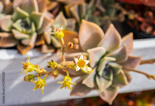 Close-up of Graptopetalum Paraguayense plant with yellow flowers. Cultivation of succulent plants in the home garden photo