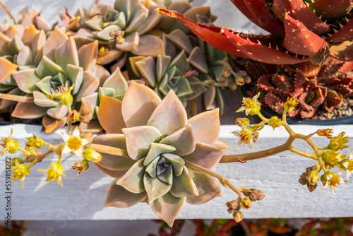 Delicious ghost plant Graptopetalum paraguayense. Close-up of Graptopetalum Paraguayense plant with yellow flowers. Cultivation of succulent plants in the home garden photo