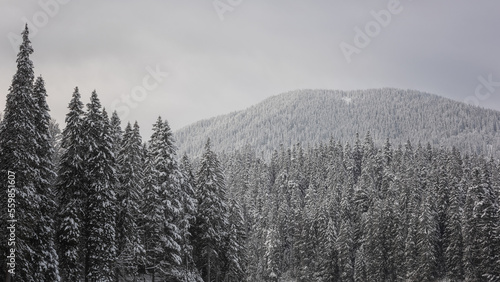 Fir forest covered with fluffy snow  winter mountains  nature landscape  scenic outdoor background