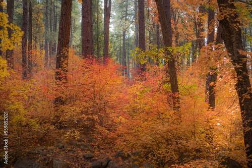 Fototapeta Naklejka Na Ścianę i Meble -  Colors of Fall embrace the Sedona Arizona landscape