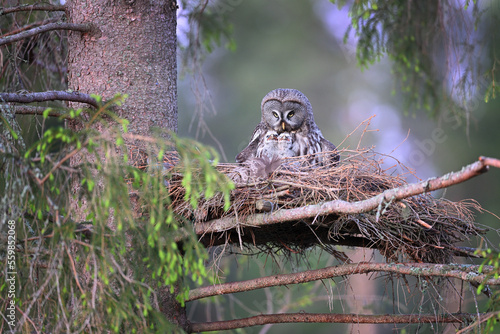 Great grey owl family - female with her chicks owlets